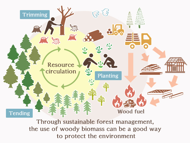Utilisation of local woody biomass