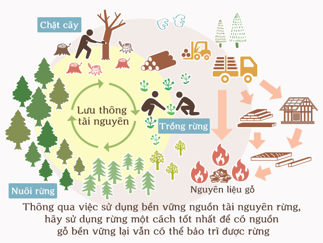 Sử dụng hiệu quả nguyên liệu sinh khối gỗ theo địa phương